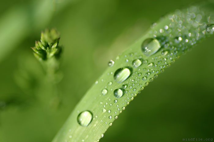 Tautropfen auf einem Grashalm (Makroaufnahme)