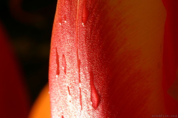 Bl&uuml;tenblatt einer Tulpe (Makroaufnahme)